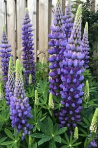 lupine