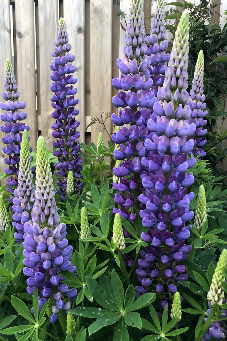 lupine